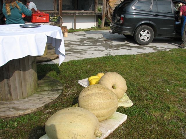Bučni pozdrav jeseni - foto