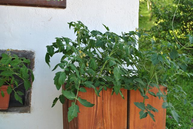 IZBOR NAJBOLJ FUNKCIONALNO ZASAJENEGA - foto