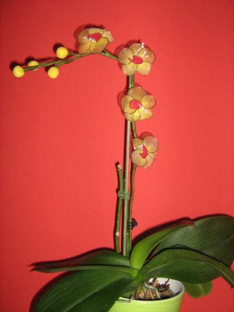 Rumena orhideja