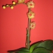 rumena orhideja