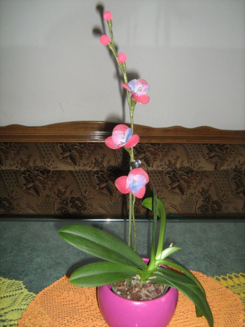 Mini orhideja