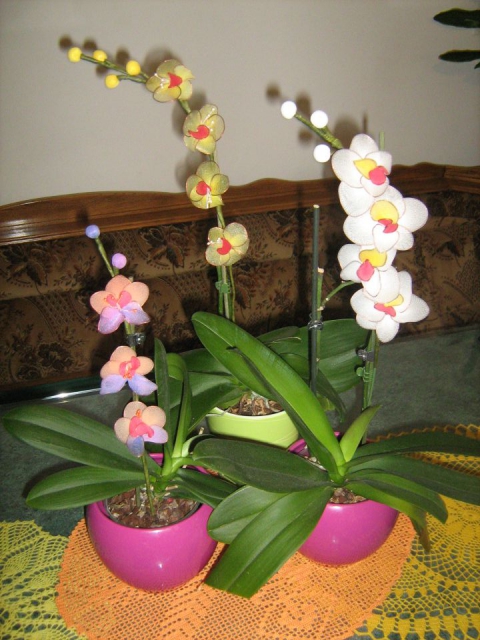 Skupina  orhidej