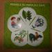 pesmice in pravljice zate, cd, 1 €ur