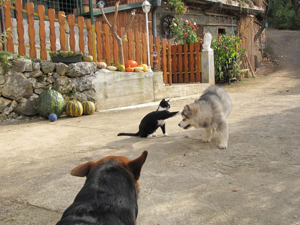 Aljaški Malamut - foto povečava