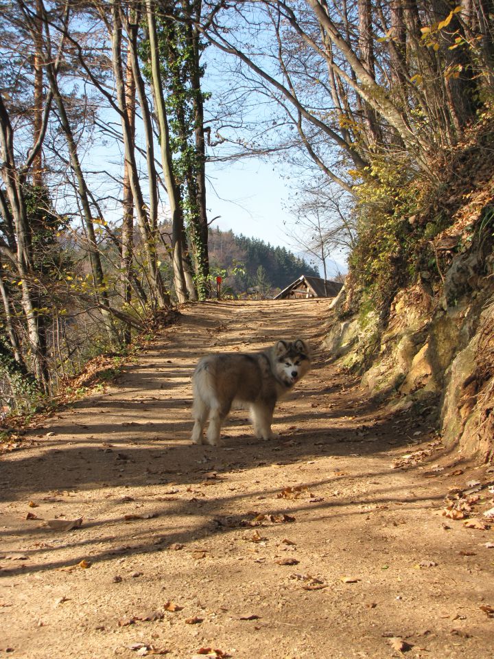 Aljaški Malamut - foto povečava