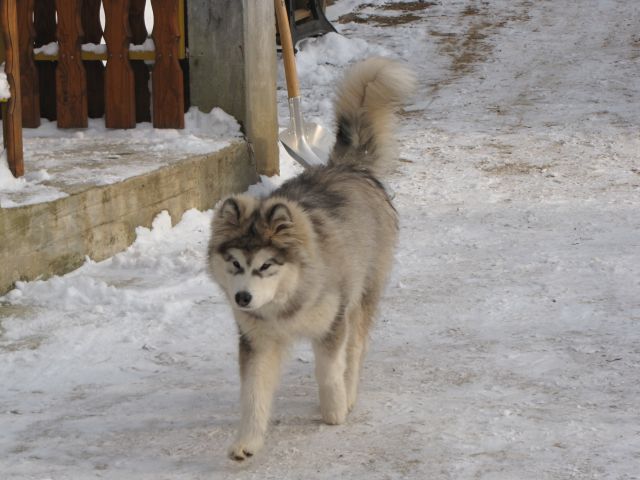 Aljaški Malamut - foto