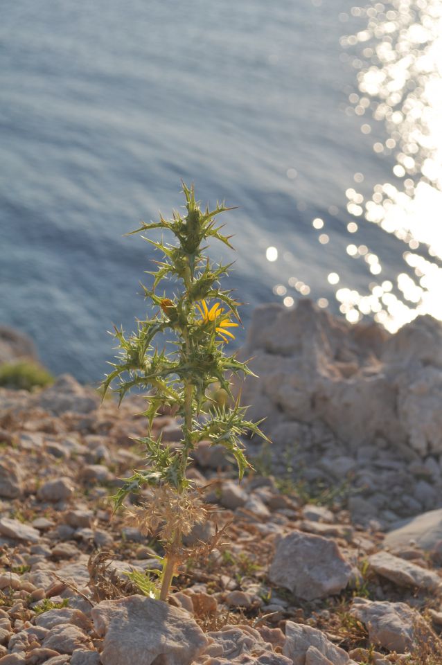 Zanimive rastline na osamljenih otokih  - foto povečava