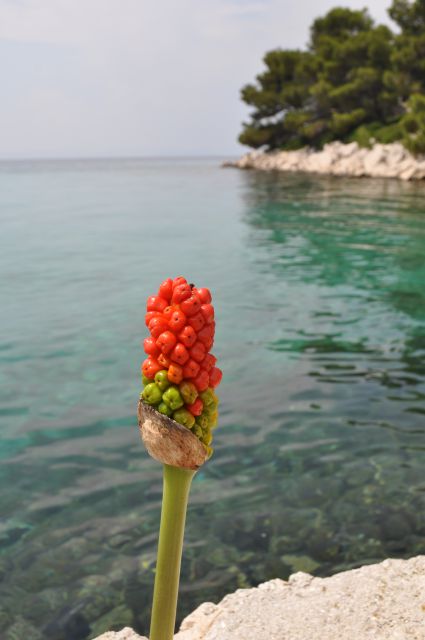 Zanimive rastline na osamljenih otokih  - foto