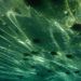 jadran -pogled pod vodo