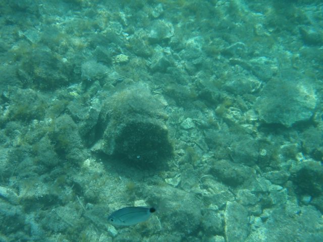 Jadran -pogled pod vodo - foto