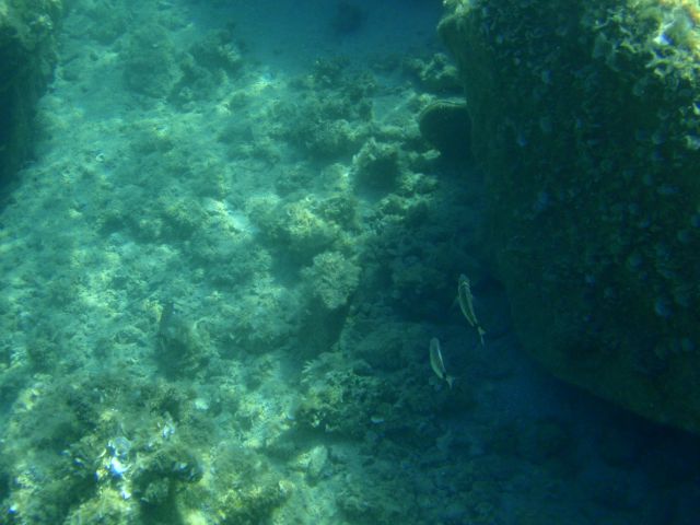 Jadran -pogled pod vodo - foto