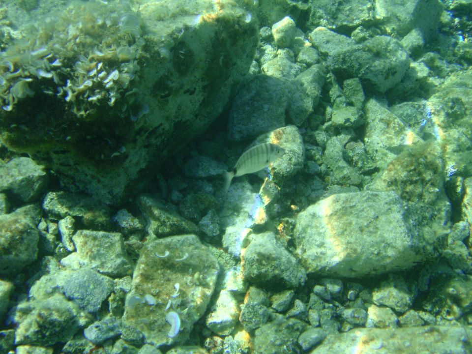 Jadran -pogled pod vodo - foto povečava