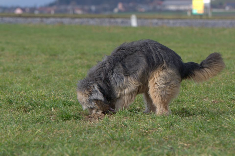 Fifi - foto povečava