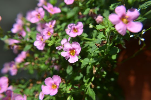 Makro fotografija - foto