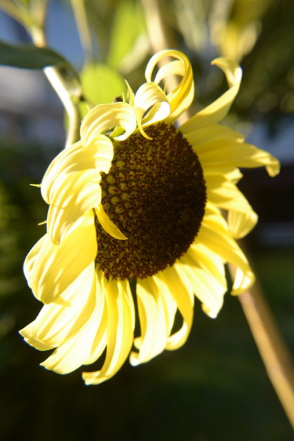 Makro fotografija - foto