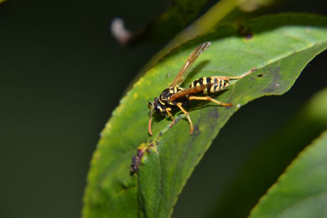 Makro fotografija - foto