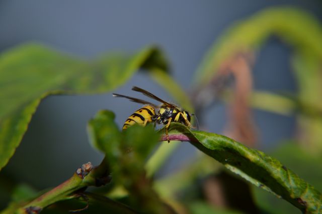 Makro fotografija - foto