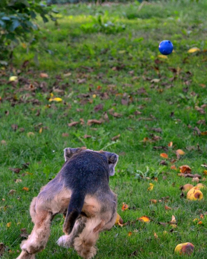 Eno leto od kar imam Fifi - foto povečava