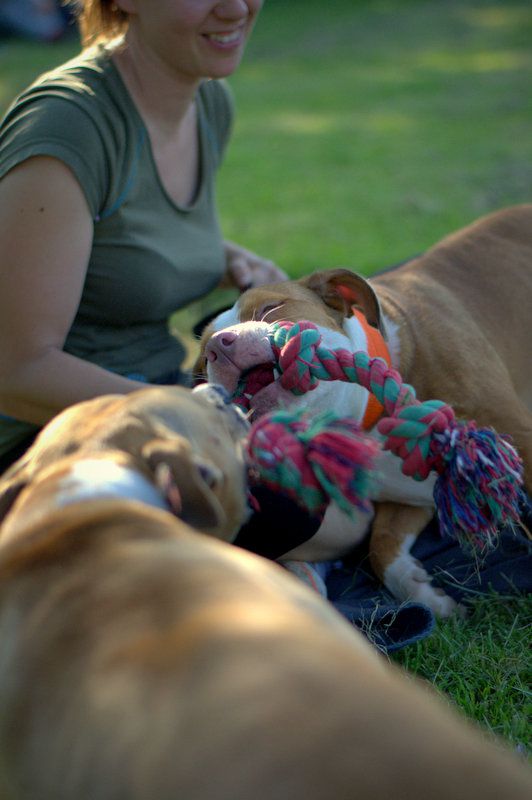 Pasji piknik junij 2012 - foto povečava