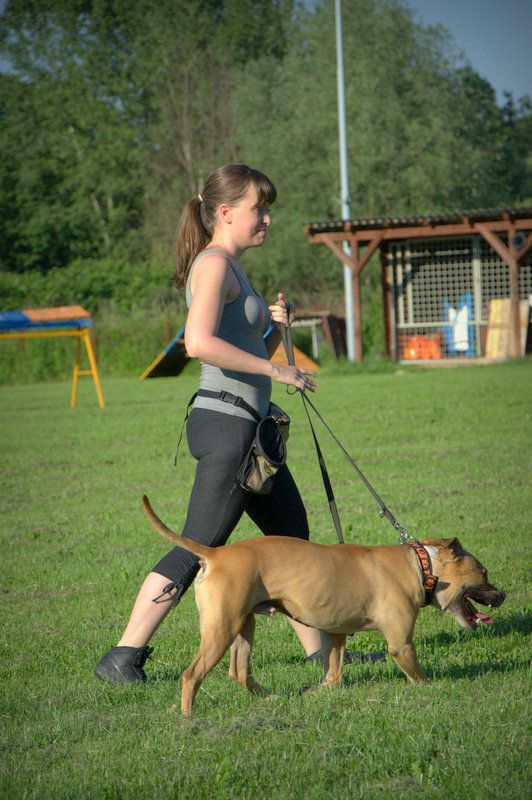 Pasji piknik junij 2012 - foto povečava