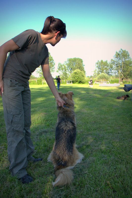 Pasji piknik junij 2012 - foto povečava