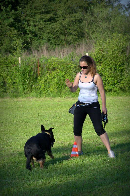 Pasji piknik junij 2012 - foto povečava