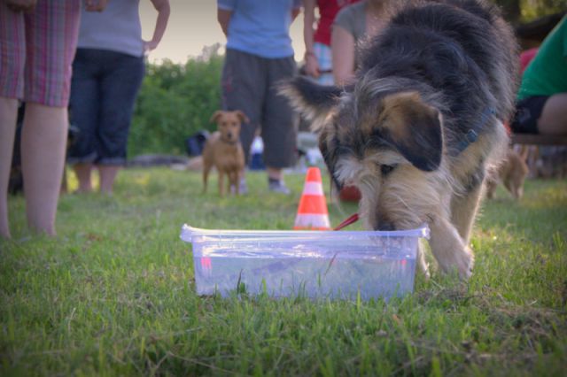 Pasji piknik junij 2012 - foto