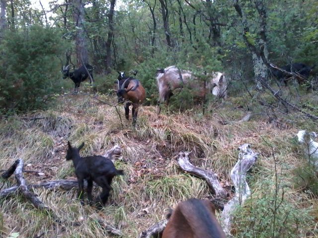 Naše koze na paši v gozdu - foto
