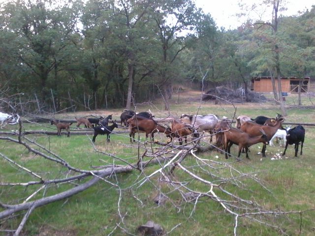 Naše koze na paši v gozdu - foto