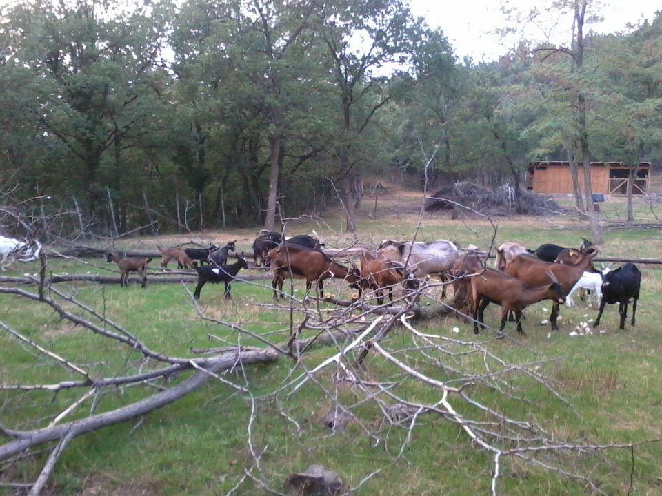 Naše koze na paši v gozdu - foto povečava