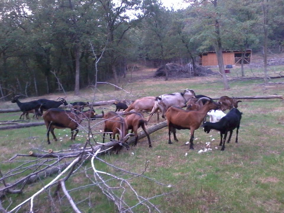 Naše koze na paši v gozdu - foto povečava