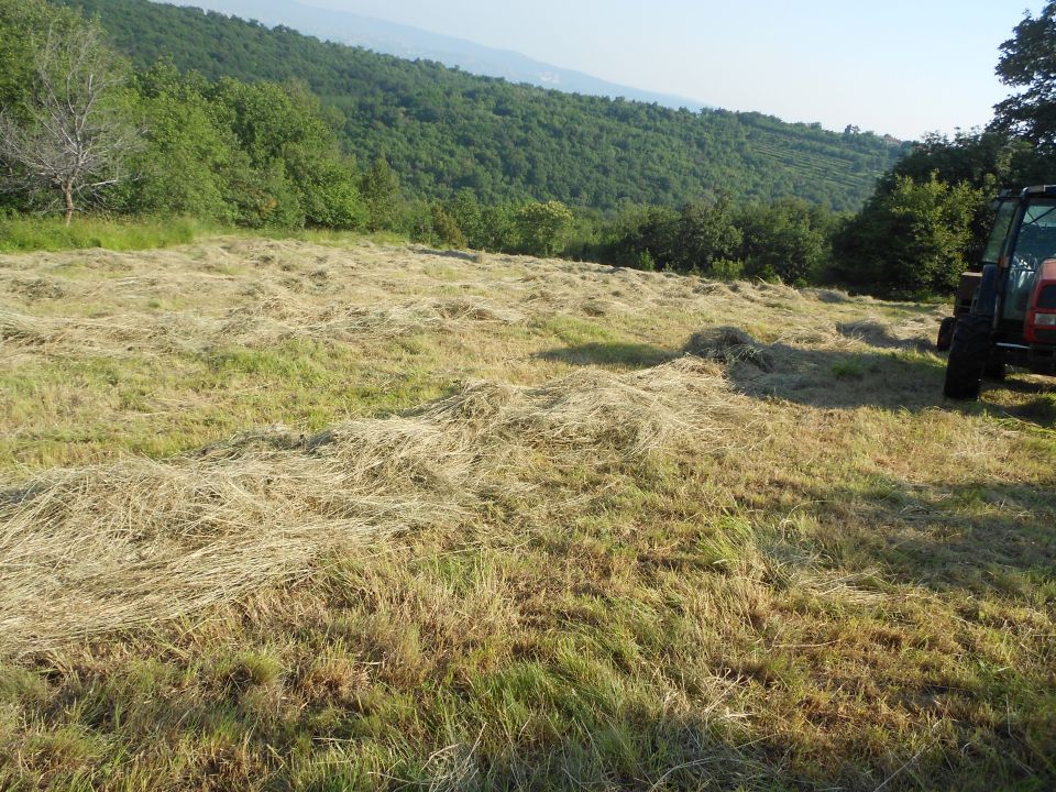 še nekaj prve košnje - foto povečava