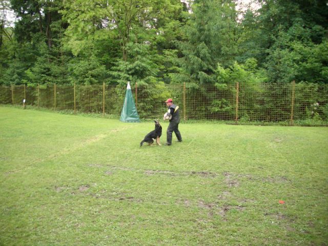 Turnir Šolanih psov, 28.05.2011 (galerija 1) - foto