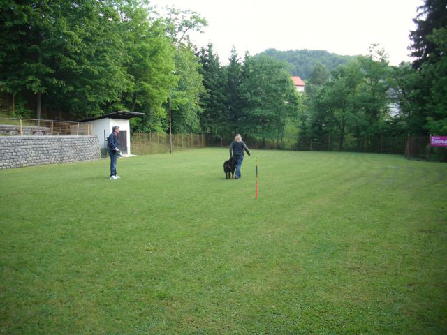 Odprti turnir šolanih psiv 2012 / galerija 2 - foto