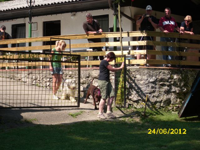 Izpiti šolanih psov, 24.06.2012 (galerija 1) - foto