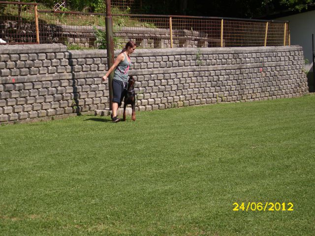 Izpiti šolanih psov, 24.06.2012 (galerija 2) - foto