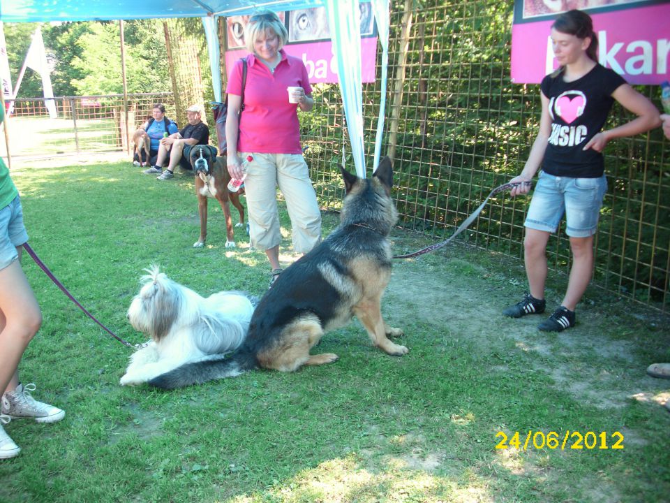 Izpiti šolanih psov, 24.06.2012 (galerija 2) - foto povečava