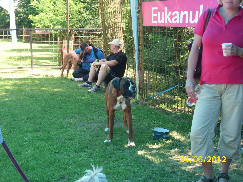 Izpiti šolanih psov, 24.06.2012 (galerija 2) - foto povečava