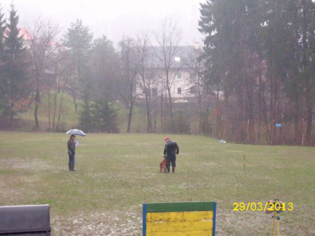 Izpiti šolanih psov, 29.03.2013 - foto