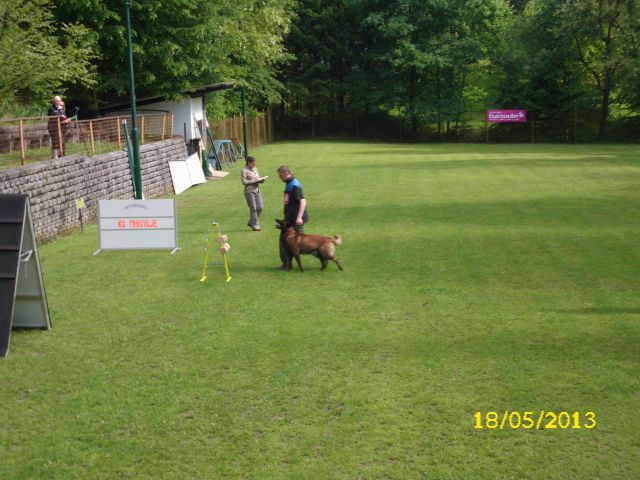 Turnir šolanih psov, 18.05.2013 (galerija 1) - foto