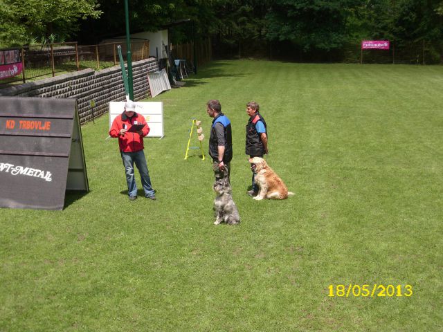 Turnir šolanih psov, 18.05.2013 (galerija 1) - foto