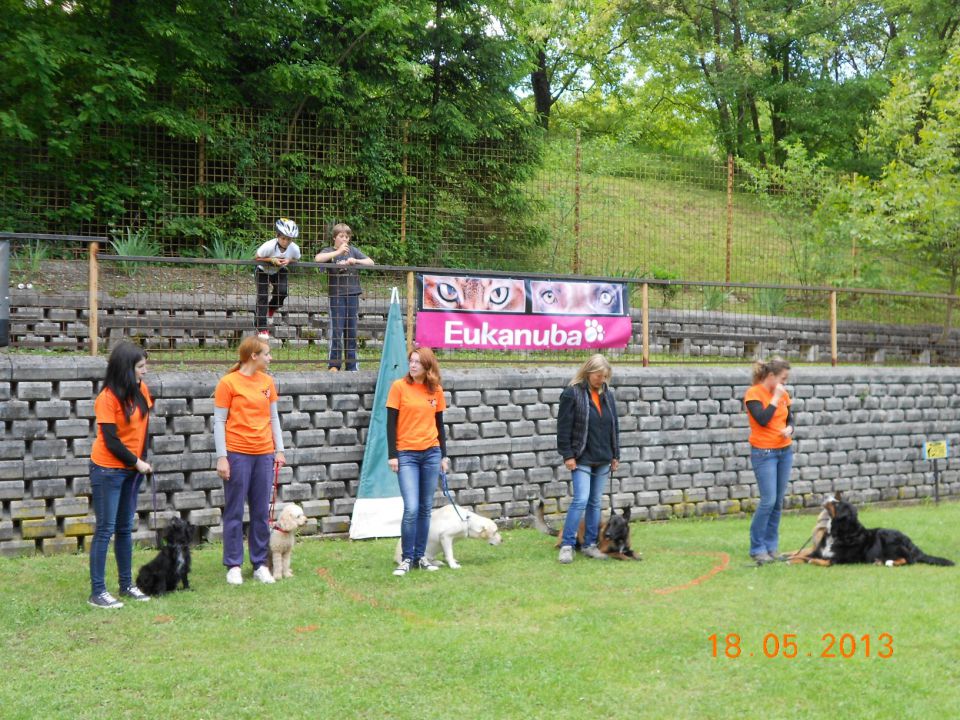 Turnir šolanih psov, 18.05.2013 (galerija 2) - foto povečava