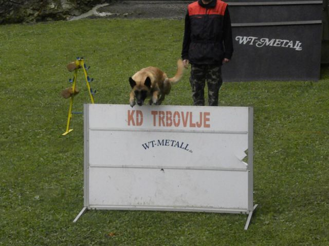 Turnir šolanih psov - foto