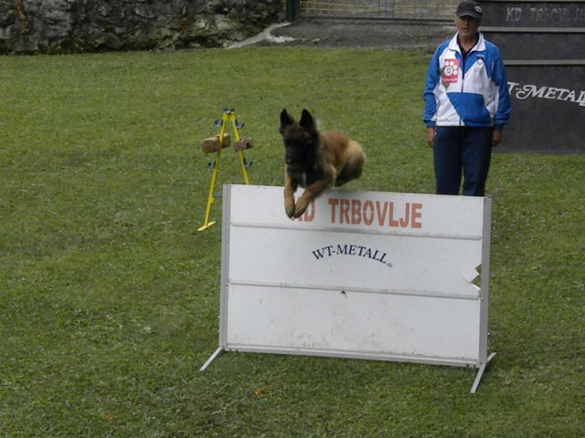 Turnir šolanih psov - foto