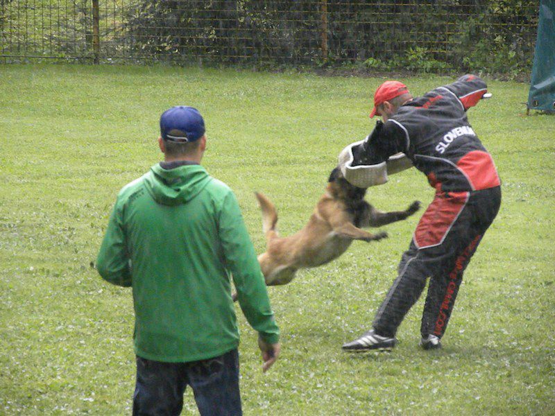 Turnir šolanih psov - foto povečava