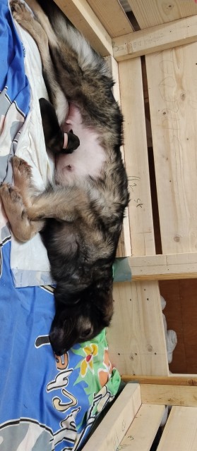 Mladički Kraški ovčarji - foto