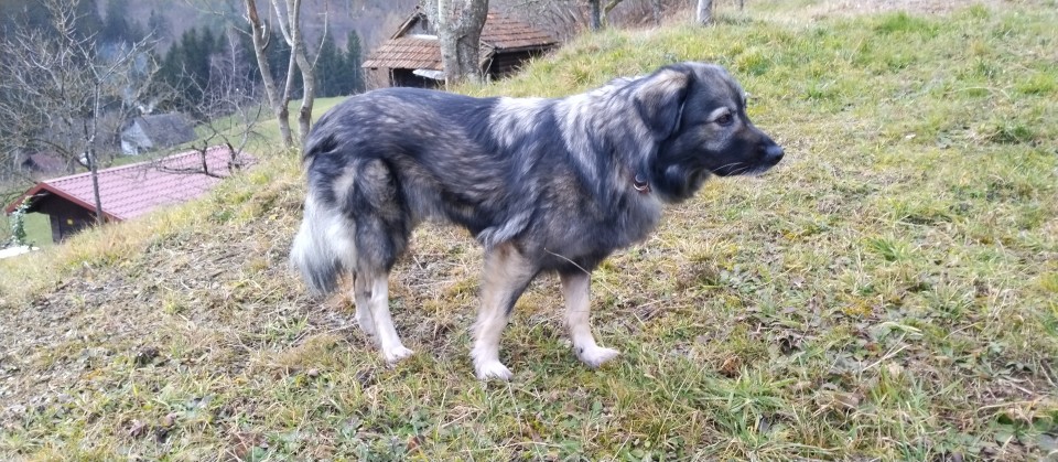Mila - foto povečava