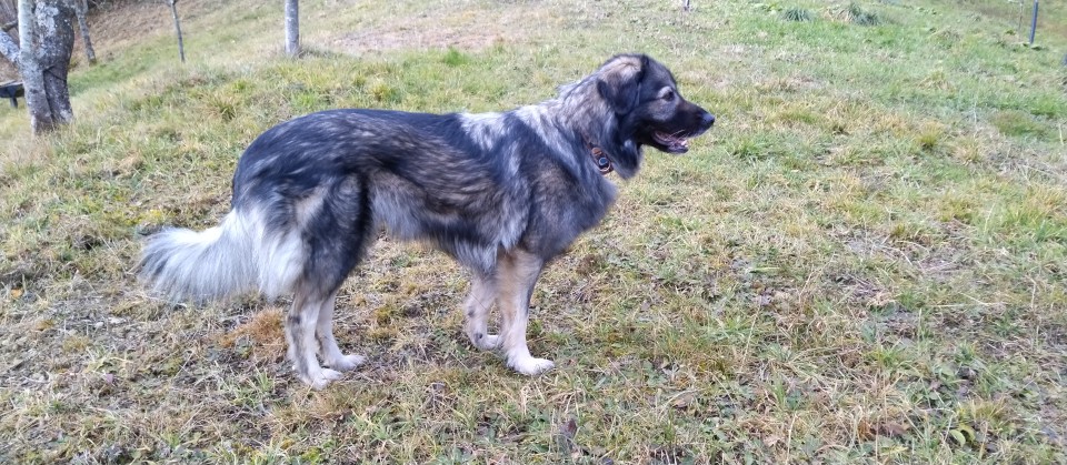Mila - foto povečava