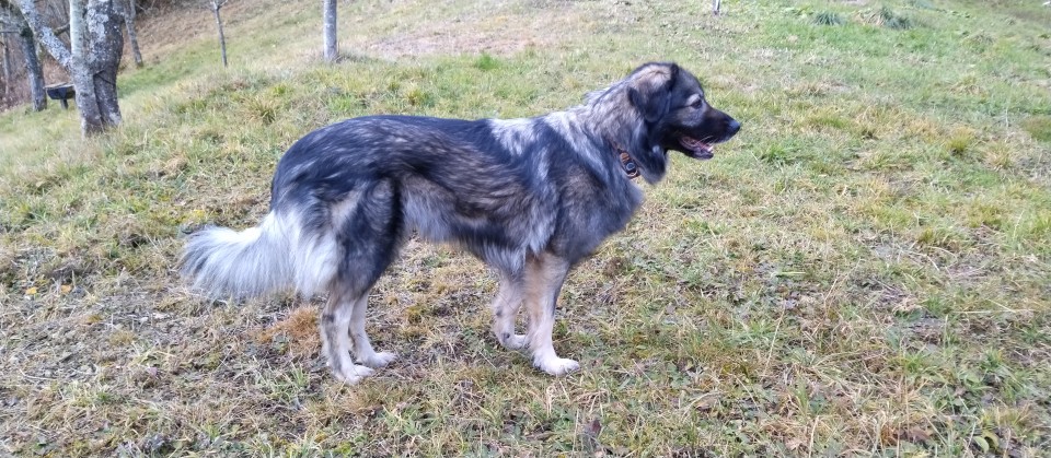 Mila - foto povečava
