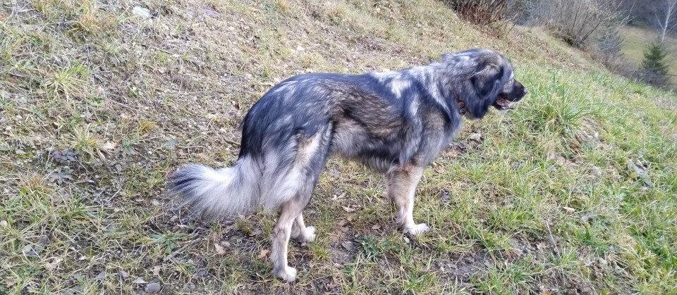 Mila - foto povečava